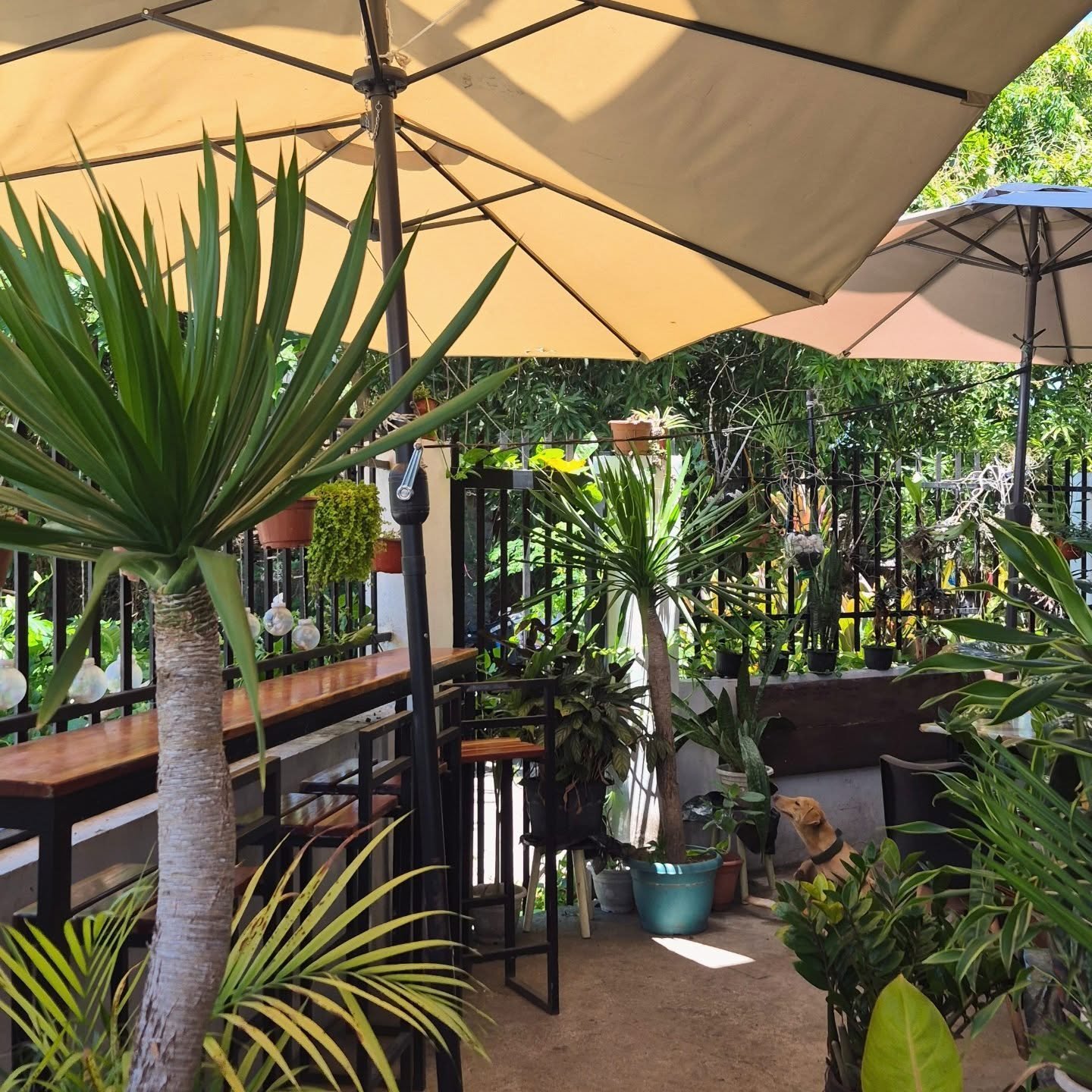 Cafresco's plant-filled patio